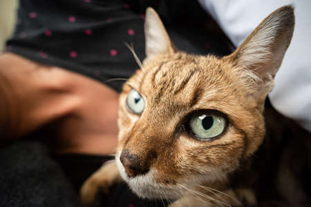 tabby cat laying on a bed with a womanの写真素材