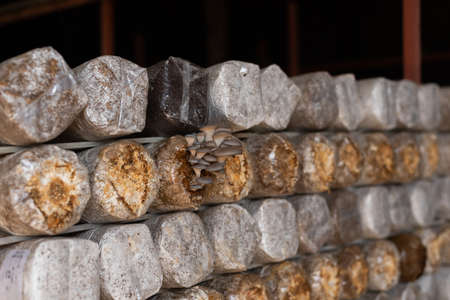mushrooms growing in plastic bag at a farm in Nantou, Taiwanの写真素材