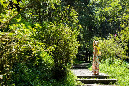 traveling Asian woman hiking in the forest at Xitou, Nantou, Taiwan