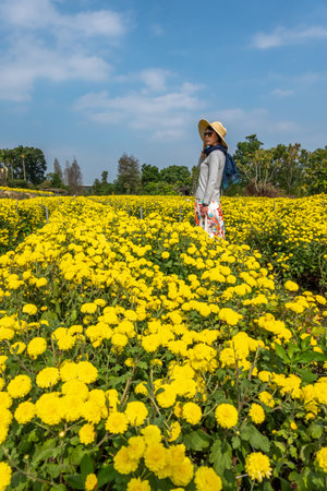 rear view of modern woman stand in the yellow chrysanthemum farm