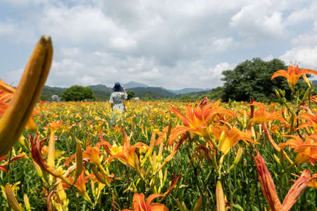 woman traveling at the tiger lily farm in the outdoorの写真素材