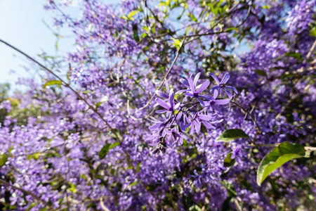 Purple Wreath flowers in a garden at sunny daytimeの写真素材