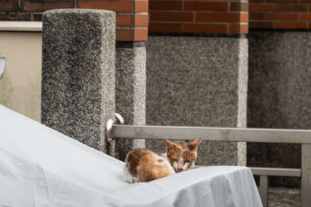 stray cat was sick and drooling at the streetの写真素材