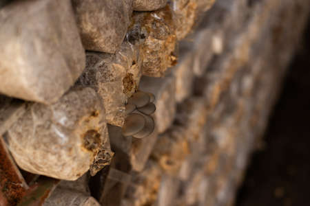 mushrooms growing in plastic bag at a farm in Nantou, Taiwanの写真素材