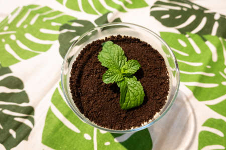cupcake of green plant on black chocolate, closeup imageの写真素材