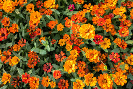 colorful cosmos flowers farm in the outdoorの写真素材