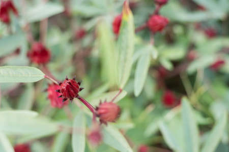 red roselle flowers in the farm at Luye, Taitung, Taiwanの写真素材