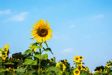 landscape of sunflowers farm with yellow flowers in the daytimeの写真素材