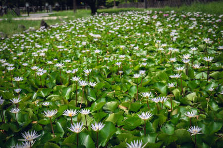 white lotus flower with green leaves in the farmの写真素材