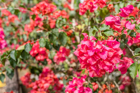 purple bougainvillea flowers in the outdoor, concept of nature backgroundの写真素材