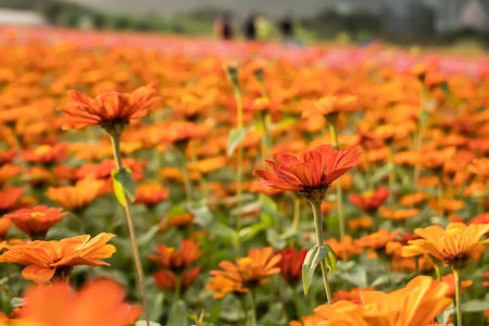 colorful cosmos flowers farm in the outdoorの写真素材