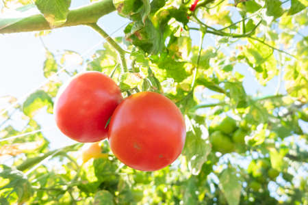 tomato at a farm in the outdoor, closeup imageの写真素材