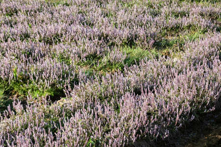 pink purple mesona flowers at farm, Taiwanの写真素材