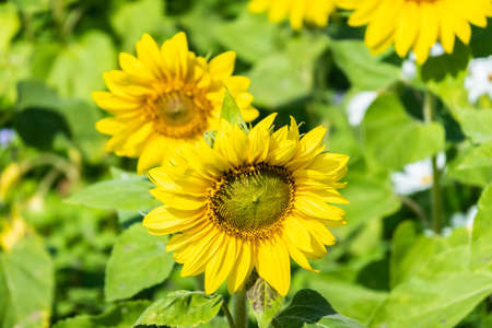 landscape of sunflowers farm with yellow flowers in the daytimeの写真素材