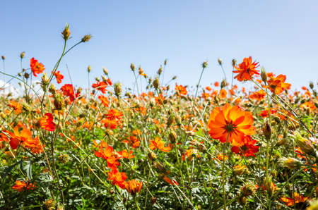 yellow cosmos flowers farm in the outdoor under blue skyの写真素材