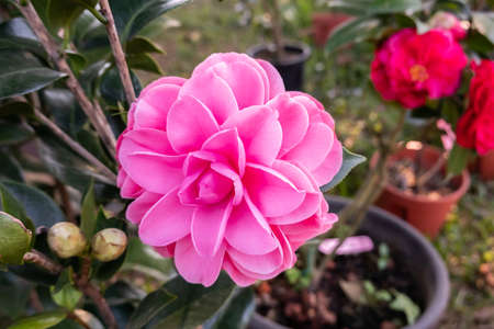 pink camellia flowers in the garden at outdoorの写真素材