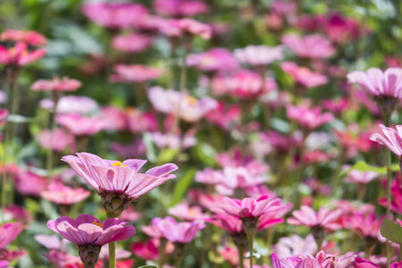 pink and purple cosmos flowers farm in the outdoorの写真素材