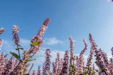 pink purple mesona flowers at farm under blue skyの写真素材