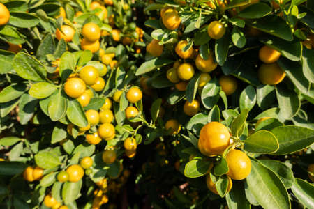 kumquat fruit, fortunella margarita kumquats, cumquats foliage and oval fruits on kumquat dwarf tree, closeupの写真素材