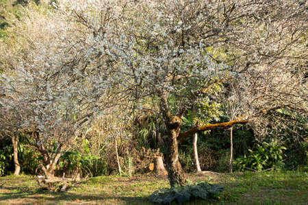 landscape of white plum blossom in the winter daytime at Nantou, Taiwanの写真素材