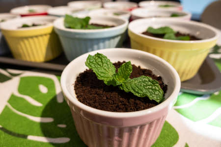 cupcake of green plant on black chocolate, closeup imageの写真素材