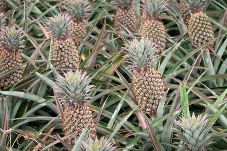 landscape of pineapple farm in the outdoor at Taiwan