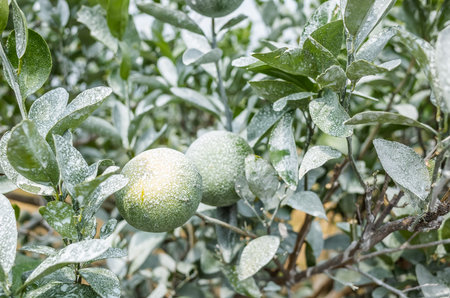 white calcium carbonate on orange trees to protect from the sunの写真素材