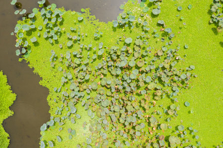 aerial view of pond of lotus farm in the fieldの写真素材
