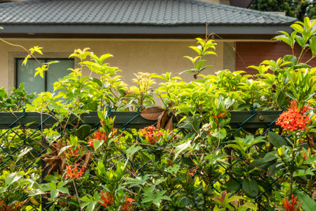 green tree fence with red flowers in a cityの写真素材