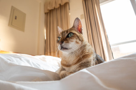 lazy and funny tabby cat sleep on a bed at homeの写真素材