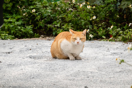 stray cat sit on the ground at streetの写真素材