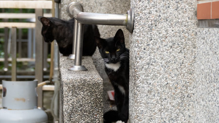 funny stray black and white cat at streetの写真素材