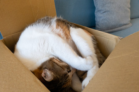 cute tortoiseshell cat sleep in a carton at homeの写真素材