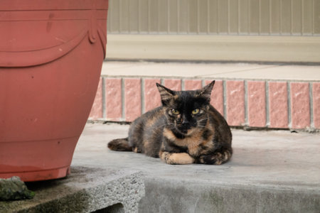 tortoiseshell cat sit and look at you at streetの写真素材