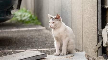 little stray white cat at street in a cityの写真素材