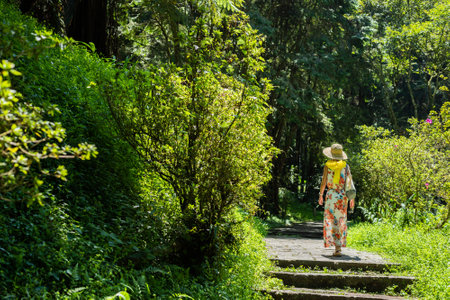 traveling Asian woman hiking in the forest at Xitou, Nantou, Taiwanの写真素材