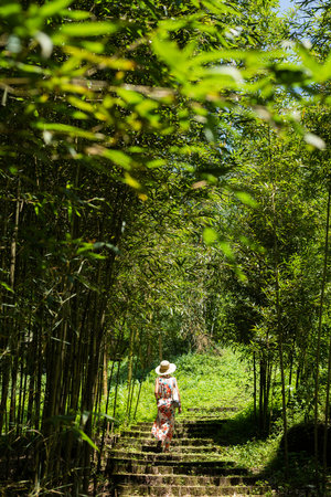 traveling Asian woman hiking in the forest at Xitou, Nantou, Taiwanの写真素材