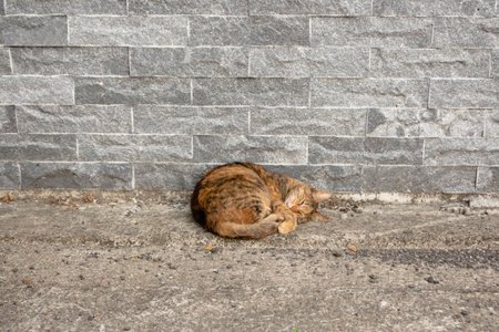 stray tabby cat at the street in cityの写真素材
