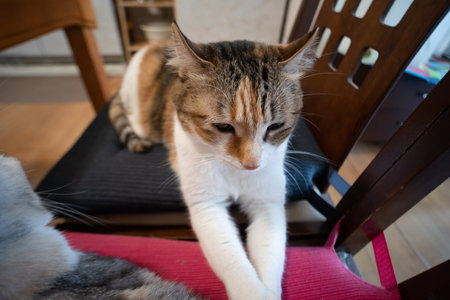 cute tortoiseshell cat sit on a chair at homeの写真素材