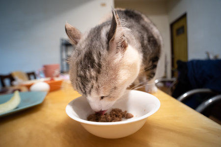 The domestic cat jumped onto the table and lowered its head to eat canned food.の写真素材