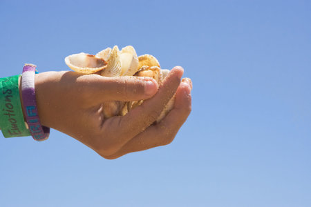 Hand full of shells collected on the beach 