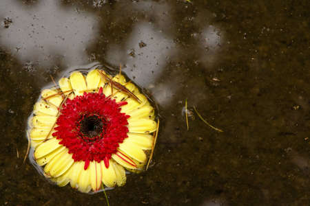 Red and yellow flower in murky waterの写真素材