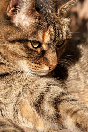 Cat brown striped like a tiger waitingの写真素材