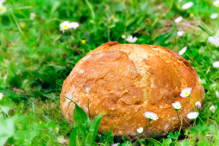Bread in the grass with white flowers around