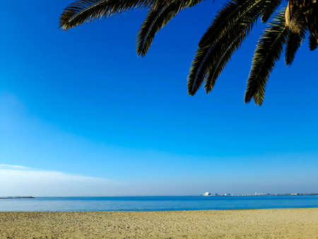 Palm tree in the foreground with seashore in the background.の素材