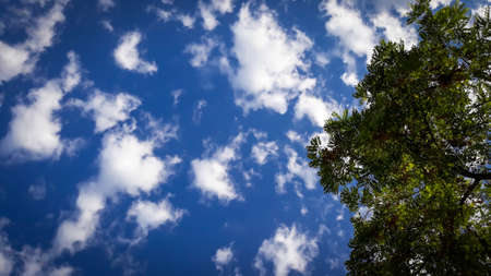 Tree with blue sky and clouds background.の写真素材