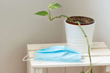 Surgical medical mask on top of a white wooden box next to a wall with a flower pot on top.の写真素材