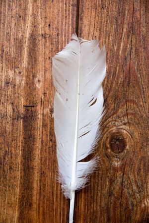 White feather in front of wooden wallの写真素材