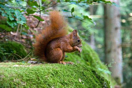 Squirrel eating a nutの写真素材