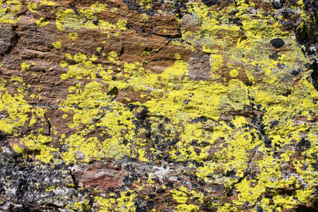 Yellow lichen on a rockの写真素材